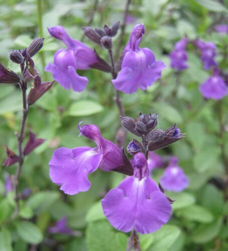 PERENNIAL SALVIA PLUG PLANTS PICK + MIX PAY ONLY ONE POSTAGE COST MIXED FLOWERS - Picture 44 of 88