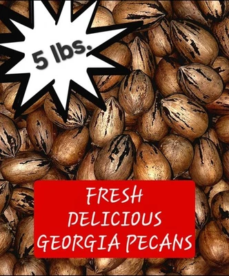 5 lbs. FRESH Delicious GEORGIA PECANS In Shell - No Pesticides - Ships NOW Fast