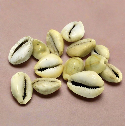 100 gm, 15-22mm Cowrie Shell Beads Natural Tone Without Hole - Picture 8 of 8