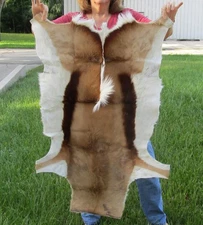 South African Springbok Skin, Springbok Hide, 40x28 inches, taxidermy # 50737