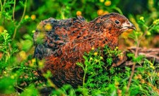 20 Showline Coturnix Fertile Quail Hatching Eggs - Champion Bloodlines Rare