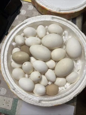 Lot M XXL Large Goose OSTRICH EGG Shells Single Hole for Craft Decor Hard Thick