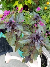 Purple Basil Seeds 15 Organic Seeds *Free Shipping*
