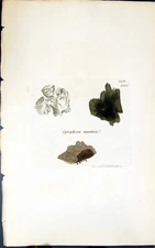 Antique Old Print Gyrophora Murina 1847 British Plants Sowerby Smith Colour