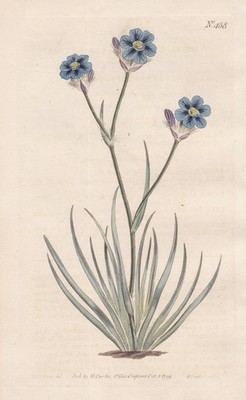 Aristea Cyanea granular lily lily Africa engraving copperplate Curtis 458