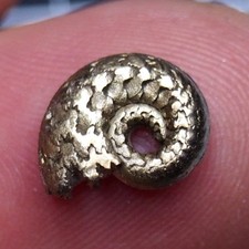 13 mm  Ammonite Pyrite Jurassic Dino Fossil France lot Golden 2694