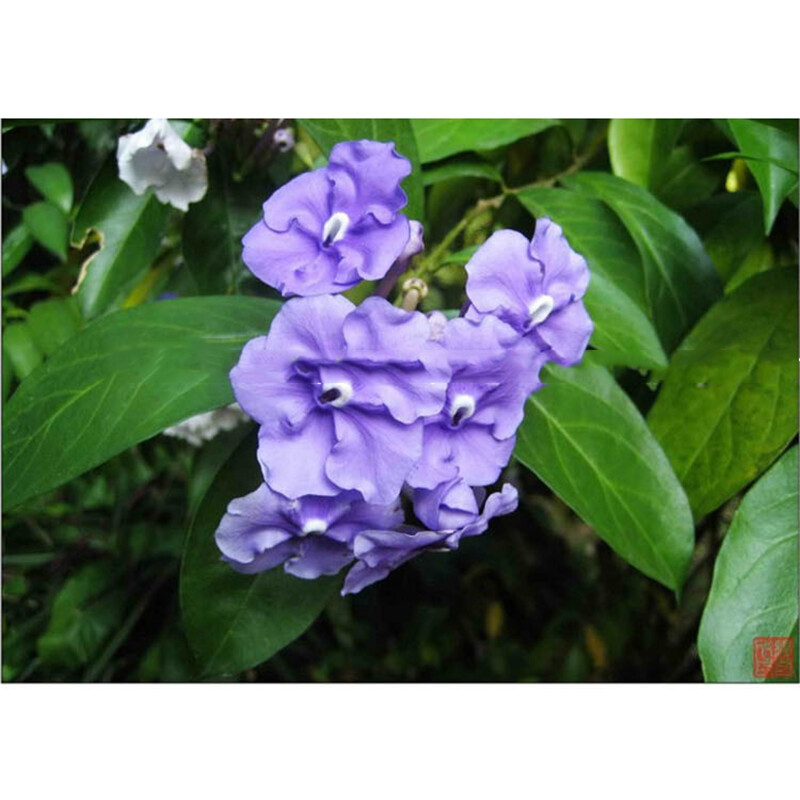 20Pcs JASMINE SEEDS Garden Vine Plant Flower rare exotic FREE