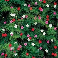 CYPRESS VINE 10 FRESH FLOWER SEEDS FREE USA SHIPPING