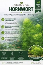 bundle Live Hornwort Aquarium Oxygenating Aquatic Pond Plant  Free Snails