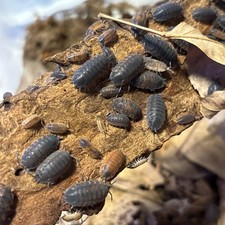 20 ct. Porcellio scaber "Lava" Red, Orange  Black Isopods