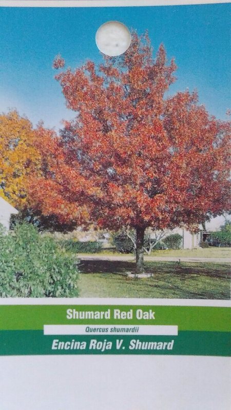 Shumard Red Oak Tree Live Home Landscape Plants Garden Hard Wood Shade ...