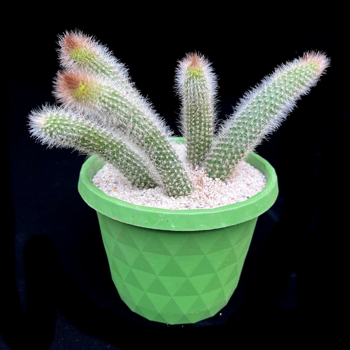 5 x 10cm stems Hildewinteria Colademoninis Monkey tail trailing