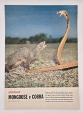 1954 Mongoose Vs Cobra, Snake Poised to Strike; Mongoose Wins Print Ad 8 x 11.5