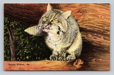 Vintage Florida Wildcat Bobcat Linen Postcard Tichnor Bros. Wildlife Animal