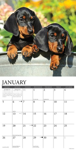 Dachshund Puppies 2025 12" x 12" Wall Calendar (free shipping) - Picture 3 of 5