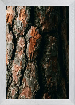 Baumrinde Textur gerahmtes Wandbild Poster Leinwanddruck Bild