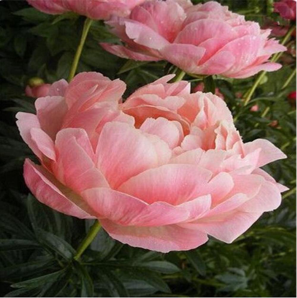 25pc PEONY SEEDS Garden Plant Flower bloom rare exotic USA seller