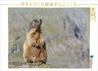Calvendo Puzzle Murmeltier 2000 Teile Puzzle Quer | 2000 Teile Lege-GrößE 90X67C