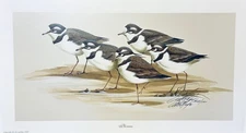 "Plovers" Limited Edition Art Print by Art LaMay, Unframed