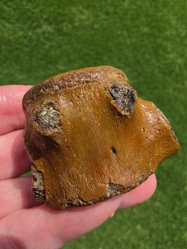 Nice Mosasaur Caudal Pygal Tail Vertebrae Bones Fossil TX Halisaurus 