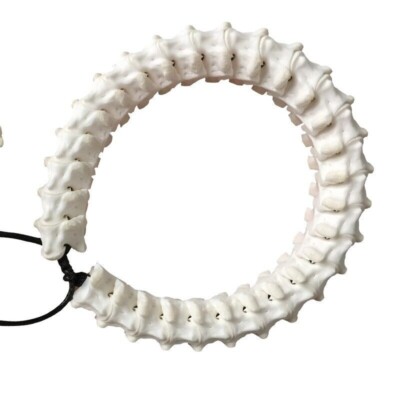 100% Natural Genuine Snake Spine Bone Skeleton Vertebrata