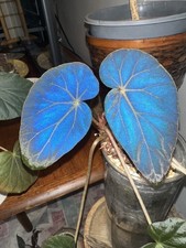 Begonia Burkillii Dark Form Iridescent Plant 1 Leaf Cutting