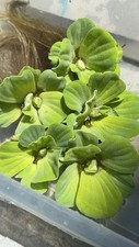20 Pieces Water Lettuce - Fresh Floating Pond Plant