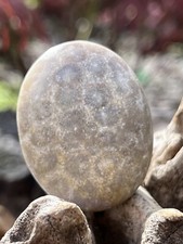 Fossilised Coral Crystal Palmstone AAA+ 217