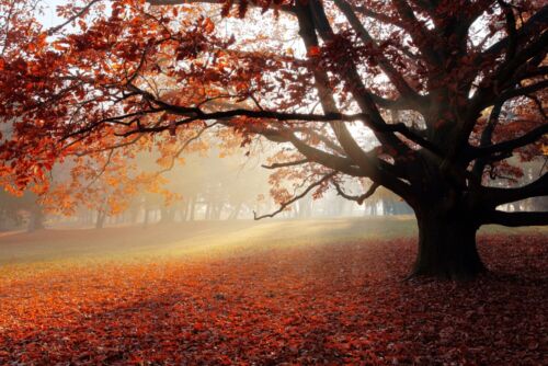 Magnettafel Pinnwand XXL Bild Eiche Baum im Herbst - Bild 1 von 52