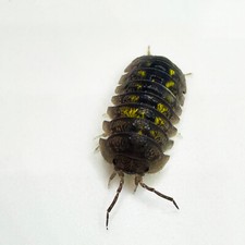 Isopod Factory 30 Armadillidium Granulatum Isopods Bioactive Clean Up Crew