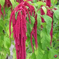 Love Lies Bleeding, Amaranthus caudatus 500 Seeds. Free Shipping 