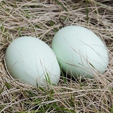 Masterproofing Wooden Fake Eggs-6 Pieces Green