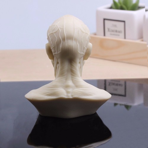 Modello testa scheletro muscolo umano testa muscolare teschio anatomia scultura schizzo artistico - Foto 4 di 4