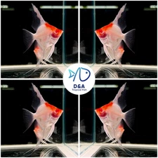 PACK OF 5 - Live Aquarium Ab Super Red Cap Angelfish - 2 To 3 Inch - USA Seller