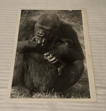 Vintage Columbus Zoo Gorilla Toni with baby 1981 Real Photo Ohio 9 by 7 inches