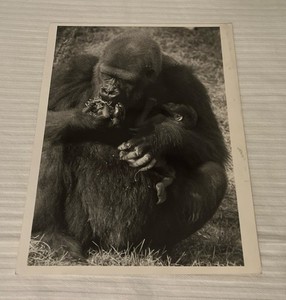 Vintage Columbus Zoo Gorilla Toni with baby 1981 Real Photo Ohio 9 by 7 inches