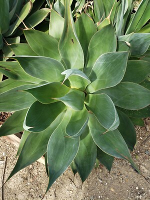 Agave Attenuata Foxtail  tropical plant. 10 To 12 Inches.