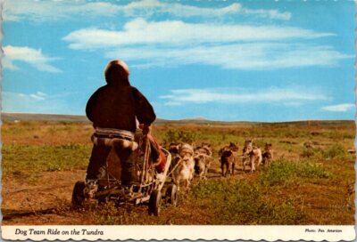 Postcard Alaska Dog Sled Team Training Tundra Pan American Photo 59599-C