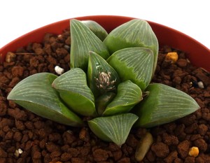5cm No Variegated Ex Renny Wong Clone 1 Plant Haworthia Cv Kintaikyo 錦 帯 橋 Cactus Succulent Plants Live Plants Home Garden
