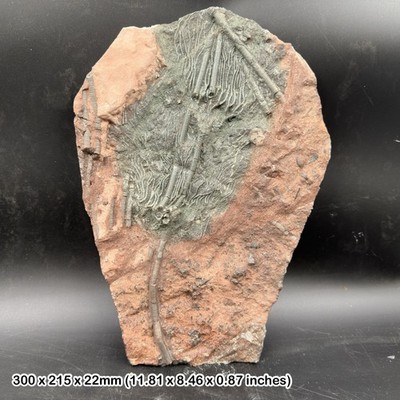 Crinoid Multiple Heads Fossil (Mahoumacrinus sp) | Devonzeit | Erfoud,