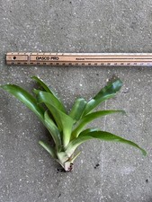 Billbergia Pyramidalis Flaming Torch Bromeliad Large Plant Cutting