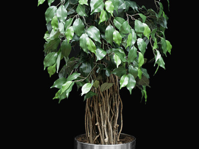 bonsai tape Parafilm – Mirai Goods main image 0