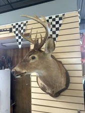 Taxidermy White Tail Whitetail Deer Head Wall Shoulder Mount Antlers 11 Point