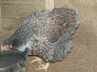 18 BLUE LACE RED WYANDOTTE FERTILE HATCHING EGGS — photo 2