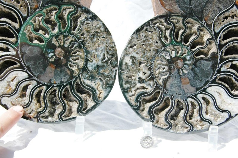 Large Black Ammonite Pair 219mm Crystals 110myo Dinosaur age Fossil 8.7" a865pp