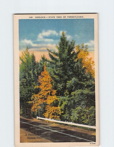 Postcard Hemlock State Tree Of Pennsylvania USA | eBay