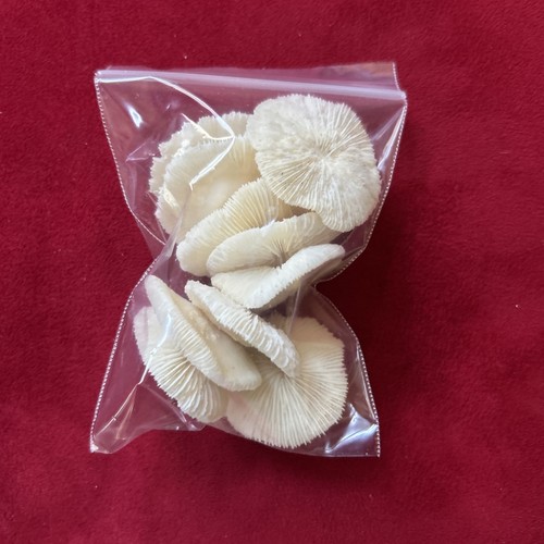 Mixed Lot Vintage Estate Small Medium & Large Size Seashells CRAFT - Picture 13 of 19