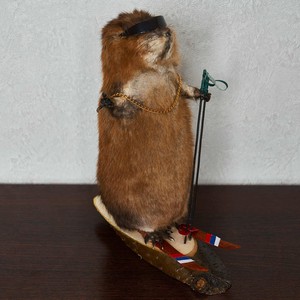 stuffed beaver taxidermy