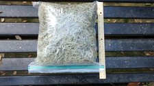 Live Spanish Moss Fresh From Central Florida 1 Gal. Stuffed Bag 10 oz. 