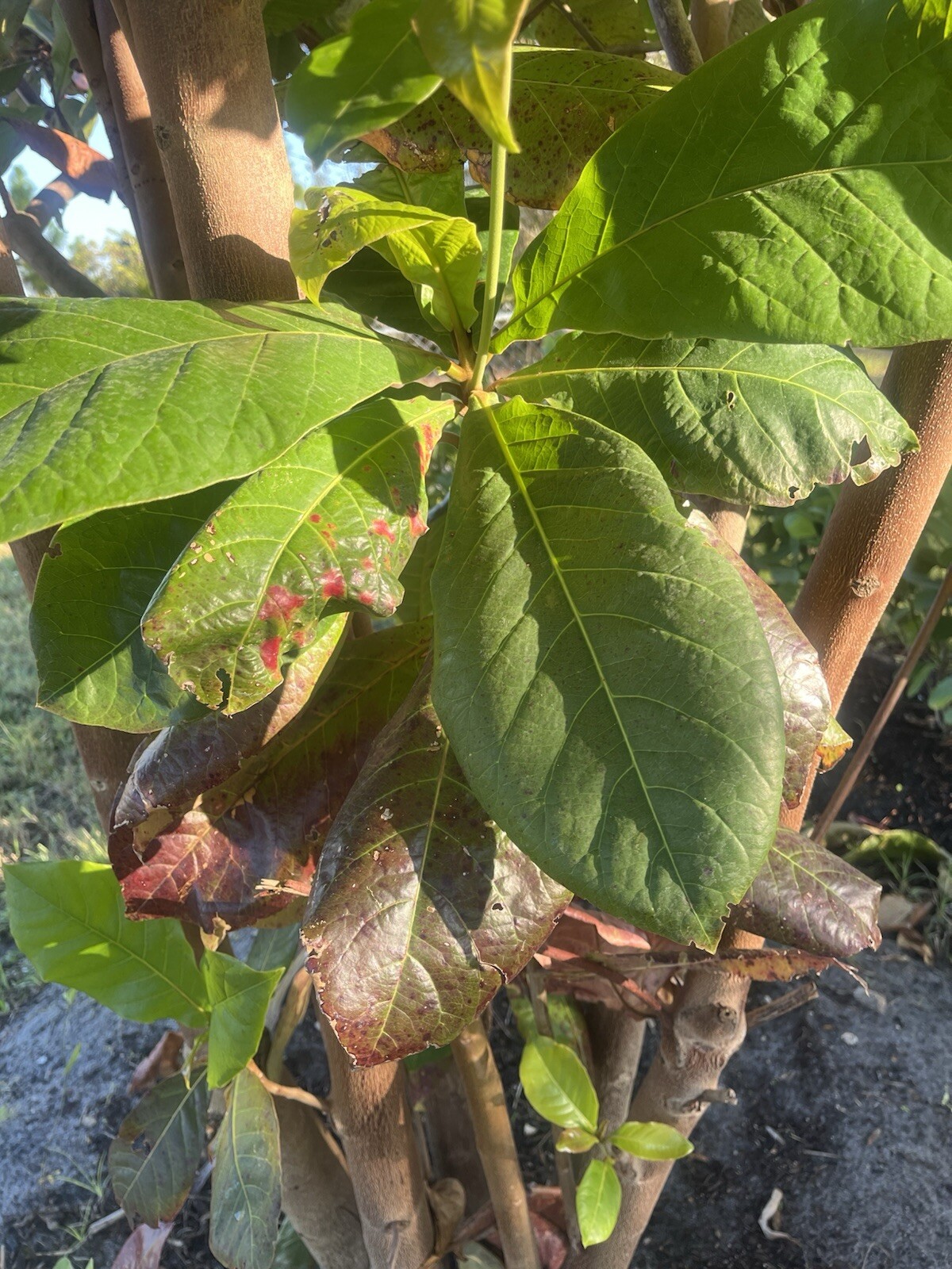 Fresh almond Leaves Organic All Natural.Package contains 12 loose almond leaves